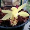 Pleione Forrestii 1 Pleione Forrestii -Fruitiers Magasin Pleione forestii 1178 1