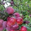 Pluot Pink Candy - Prunus Pluot -Fruitiers Magasin PluotPink Candy 78217 1