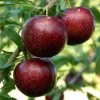 Pluot Purple Candy - Prunus Pluot 2 Pluot Purple Candy - Prunus Pluot -Fruitiers Magasin PluotPurple Candy 79221 1