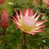 Protea Pink Crown - Protée Hybride -Fruitiers Magasin Protea Pink Crown 83442 1
