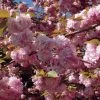 Cerisier à Fleurs Du Japon - Prunus Serrulata Kanzan 1 Cerisier à Fleurs Du Japon - Prunus Serrulata Kanzan -Fruitiers Magasin Prunus serrulata Kanzan ld Drew Avery 9567 1