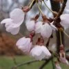 Cerisier à Fleurs Pleureur - Prunus Yedoensis Shidare Yoshino -Fruitiers Magasin Prunus yedoensis Shidare Yoshino 84239 1