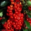 Pyracantha SAPHYR Rouge - Buisson Ardent 1 Pyracantha SAPHYR Rouge - Buisson Ardent -Fruitiers Magasin Pyracantha SAPHYR Rouge 84242 1