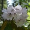 Rhododendron Rex - Grand Rhododendron -Fruitiers Magasin Rhododendron rex 85234 1
