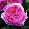 Rosier David Austin The Alnwick Rose 1 Rosier David Austin The Alnwick Rose -Fruitiers Magasin Rosier David Austin The Alnwick Rose en racines nues 84568 1