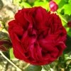 Rosier Grimpant Red Eden Rose 1 Rosier Grimpant Red Eden Rose -Fruitiers Magasin Rosier Grimpant a grandes fleurs Red Eden Rose EricTabarly 71279 1