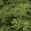Sureau Noir - Sambucus Nigra Golden Tower -Fruitiers Magasin Sambucus nigra Golden Tower 81306 1