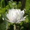 Sanguinaria Canadensis Flore Pleno - Sanguinaire -Fruitiers Magasin Sanguinaria canadensis florepleno ld weisserstier 8474 1