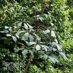Schefflera Alpina - Schefflera