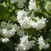 Seringat Minnesota Snowflake - Philadelphus Virginalis -Fruitiers Magasin Seringat Minnesota Snowflake Philadelphus virginalis copyright 1007542 2