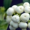 Skimmia Japonica Kew White -Fruitiers Magasin Skimmia japonica Kew White 87346 1