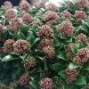 Skimmia Japonica Pink Dwarf 2 Skimmia Japonica Pink Dwarf -Fruitiers Magasin Skimmia japonica Pink Dwarf 100857 1