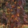 Sorbus Aucuparia Autumn Spire - Sorbier Des Oiseleurs 1 Sorbus Aucuparia Autumn Spire - Sorbier Des Oiseleurs -Fruitiers Magasin Sorbus aucuparia Autumn Spire 89243 1