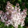 Lilas - Syringa Vulgaris Belle De Moscou -Fruitiers Magasin Syringa vulgaris Belle de Moscou 82803 1