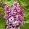 Lilas - Syringa Vulgaris Belle De Nancy 2 Lilas - Syringa Vulgaris Belle De Nancy -Fruitiers Magasin Syringa vulgaris Belle de Nancy 84345 1