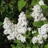 Lilas - Syringa Vulgaris Jeanne D'Arc -Fruitiers Magasin Syringa vulgaris Jeanne d Arc 89450 1