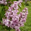 Lilas - Syringa Vulgaris Zhemchuzhina -Fruitiers Magasin Syringa vulgaris Zhemchuzhina 82806 1
