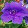 Tibouchina Groovy Baby - Tibouchina Nain 2 Tibouchina Groovy Baby - Tibouchina Nain -Fruitiers Magasin Tibouchina Groovy baby 83472 1
