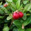 Canneberge - Cranberry - Vaccinium Macrocarpon 2 Canneberge - Cranberry - Vaccinium Macrocarpon -Fruitiers Magasin Vaccinium macrocarpon 78409 1