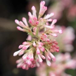 Viorne D'hiver - Viburnum Bodnantense Charles Lamont.