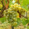 Vigne Chardonnay 2 Vigne Chardonnay -Fruitiers Magasin Vigne Chardonnay 78369 1