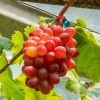 Vigne De Table Crimson Seedless - Vitis Vinifera