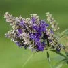 Vitex Agnus-castus Blue Puffball - Gattilier 1 Vitex Agnus-castus Blue Puffball - Gattilier -Fruitiers Magasin Vitex agnus 85811 1