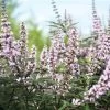 Vitex Agnus-castus Galactic Pink - Gattilier 2 Vitex Agnus-castus Galactic Pink - Gattilier -Fruitiers Magasin Vitex agnus castus Galactic Pink Gattilier IF 17954 1