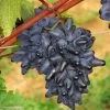 Vigne Philipp 2 Vigne Philipp -Fruitiers Magasin Vitis vinifera Philipp 83664 1