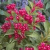 Weigela All Summer Red 1 Weigela All Summer Red -Fruitiers Magasin Weigelia All Summer Red 84476 1