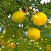 Yuzu - Citrus Junos 1 Yuzu - Citrus Junos -Fruitiers Magasin Yuzu Citrus junos 83268 1