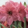 Amaryllis Hercule -Fruitiers Magasin amaryllis hercule 56618 1