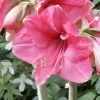 Amaryllis Pink Surprise -Fruitiers Magasin amaryllis pink sensation 56961 1