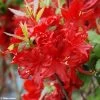 Azalée De Chine Wallowa Red - Rhododendron Hybride 1 Azalée De Chine Wallowa Red - Rhododendron Hybride -Fruitiers Magasin azalee wallowa red 781689 1