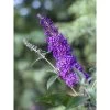 Buddleja Psychedelic Sky - Arbre Aux Papillons -Fruitiers Magasin buddleja psychedelic sky 100418 1