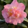 Camélia Paddy's Perfumed - Camellia Japonica 2 Camélia Paddy's Perfumed - Camellia Japonica -Fruitiers Magasin camelia paddy s perfumed 83533 1