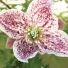 Clématite - Clematis Cirrhosa Freckles -Fruitiers Magasin clematis cirrhosa freckles 771570 1