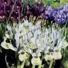 Collection 90 Iris Miniatures 1 Collection 90 Iris Miniatures -Fruitiers Magasin collection iris miniature 83490 1
