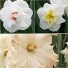 Collection Narcisses Chambord 2 Collection Narcisses Chambord -Fruitiers Magasin collection narcisses chambord 58682 1