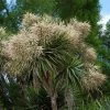 Cordyline Australis -Fruitiers Magasin cordyline australis 78992 1