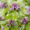Daphne Odora Sweet Amethyst - Daphné Odorant 1 Daphne Odora Sweet Amethyst - Daphné Odorant -Fruitiers Magasin daphne odora sweet amethyst 85494 3