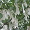 Arbre Aux Mouchoirs - Davidia Involucrata Sonoma -Fruitiers Magasin davidia involucrata sonoma 84230 2
