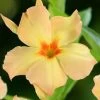 Dipladenia Diamantina Emerald Amber Star -Fruitiers Magasin dipladenia diamantina emerald amber star if 19667 1