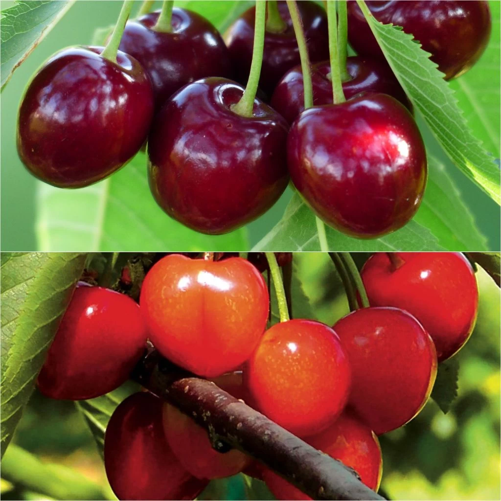 Duo Pollinisateur De Cerisiers Pour Une Récolte Abondante 3 Duo Pollinisateur De Cerisiers Pour Une Récolte Abondante