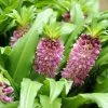 Eucomis Comosa Sparkling Burgundy® - Eucomide Rose à Feuillage Pourpre 2 Eucomis Comosa Sparkling Burgundy® - Eucomide Rose à Feuillage Pourpre -Fruitiers Magasin eucomis comosa sparkling burgundy eucomide rose feuillage pourpre IF 69261 1