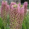 Eucomis Comosa Pink Gin - Fleur Ananas -Fruitiers Magasin eucomis pink gin 15550 1