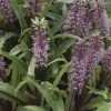 Eucomis Twinkle Stars 2 Eucomis Twinkle Stars -Fruitiers Magasin eucomis twinckle stars 51306 1