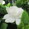 Gardenia Jasminoides Crown Jewel - Jasmin Du Cap 1 Gardenia Jasminoides Crown Jewel - Jasmin Du Cap -Fruitiers Magasin gardenia crown jewel jasmin du cap 9685 1 1