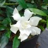 Gardenia Jasminoides Perfumed Petticoats -Fruitiers Magasin gardenia jasminoides perfumed petticoats 83325 1