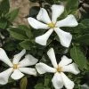 Gardénia Rustique Pinwheel -Fruitiers Magasin gardenia pinwheel copyright plantipp 1